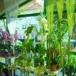 Clivia